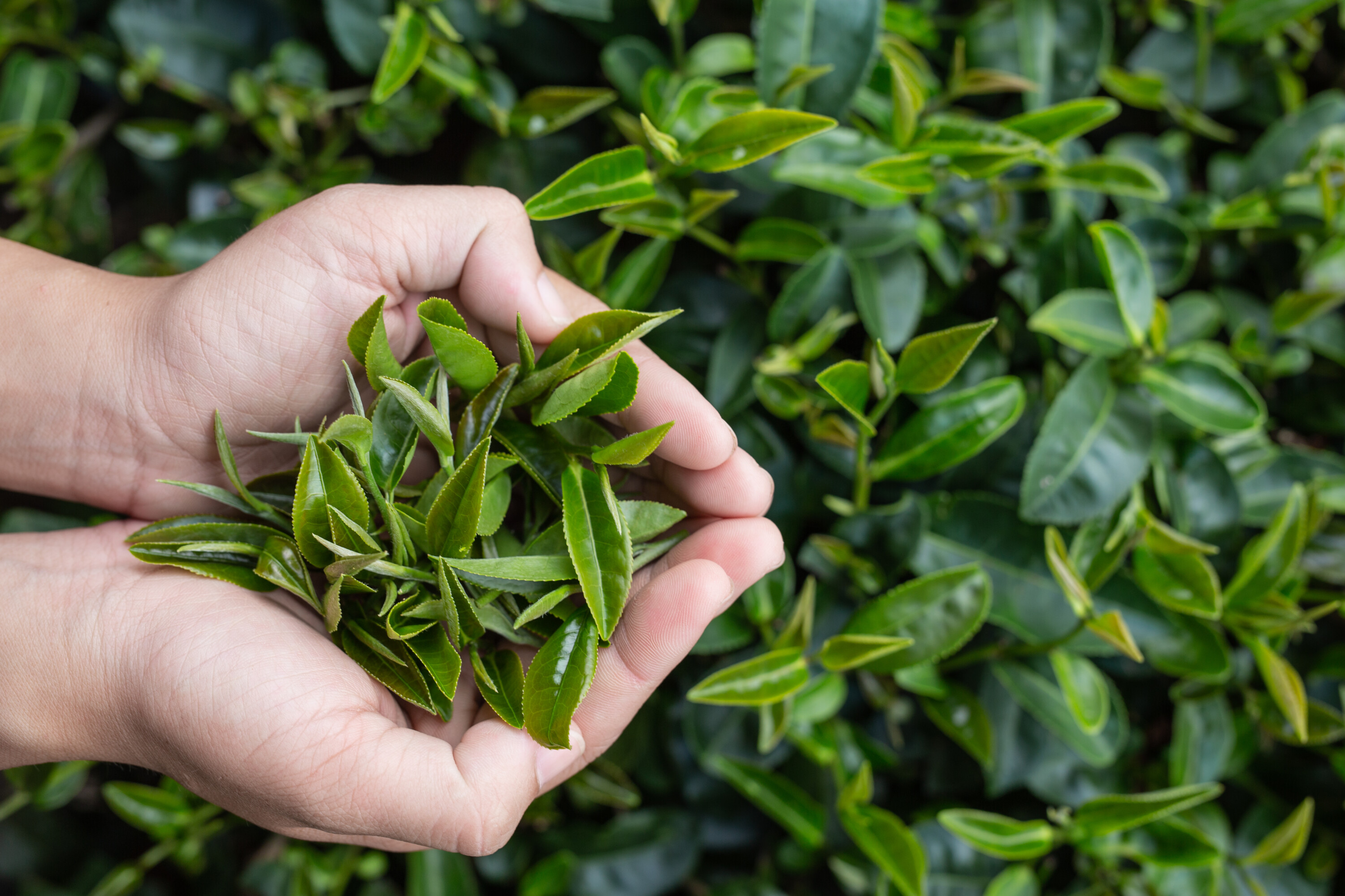 Tea picker woman’s asian hands – close up,pretty tea-picking gi THÉ VERT 500 60 V-CAPS PHARMANUTRICS