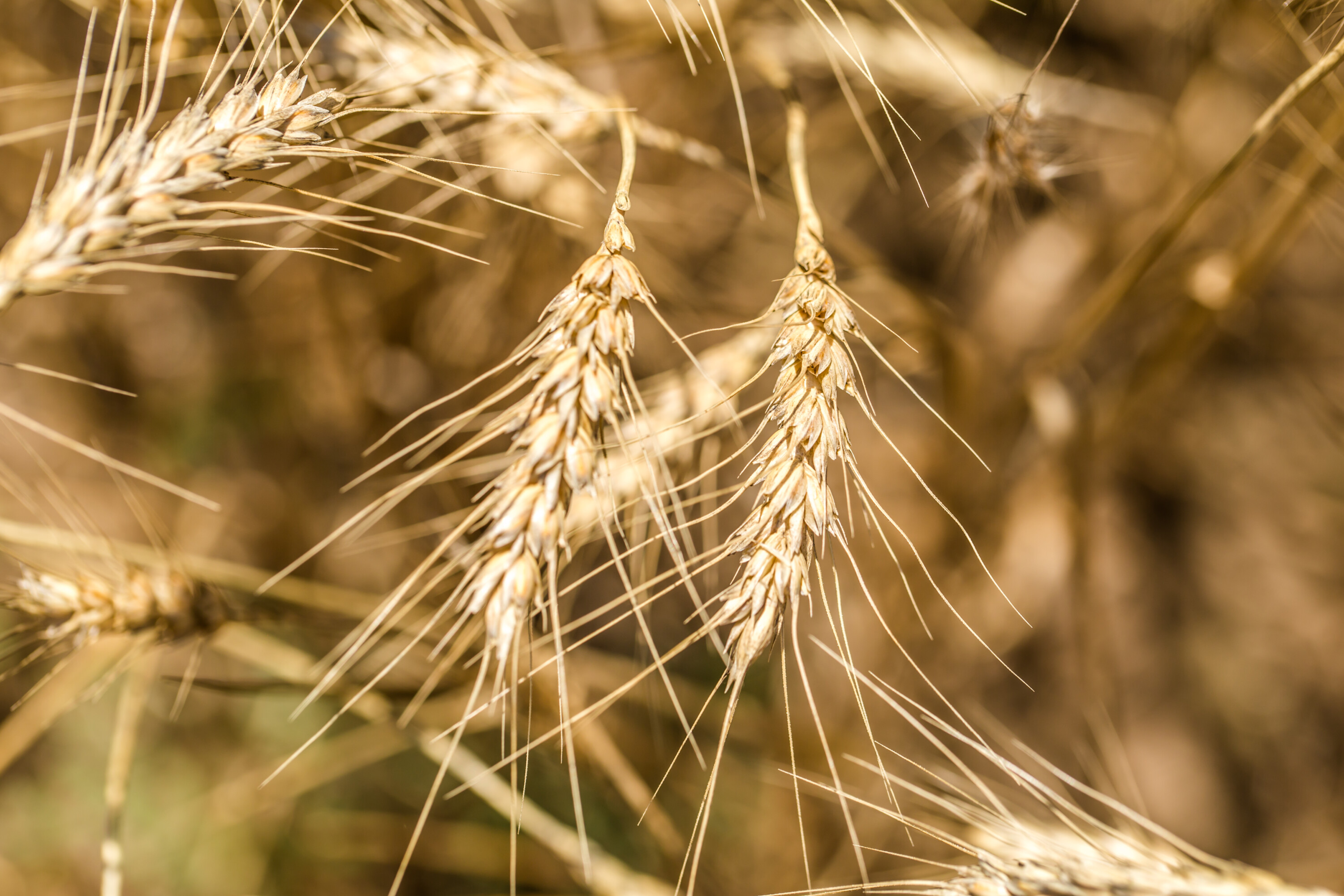 Ears Wheat Close Up Field Concept Farming Nature Ears Wheat Close Up Field Concept Farming Nature